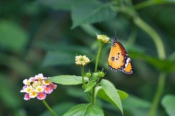 Plain Tiger butterfly sitting on a blossom