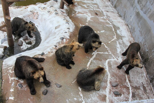 35 Best キムンカムイ Images Stock Photos Vectors Adobe Stock