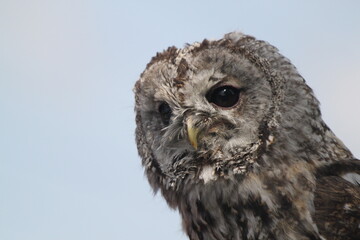 Owl