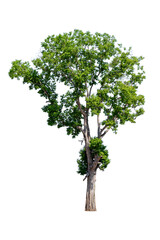 Fototapeta na wymiar tropics tree isolated on white background