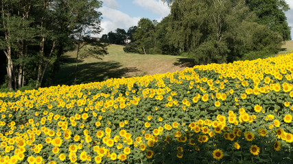 Tournesol, magnifique fleur jaune qui se tourne vers le soleil sans boussole et forment de splendides et grandioses champs pour notre plus grand plaisir