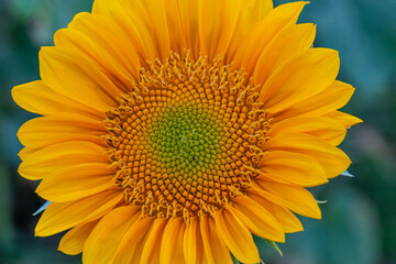 Obraz premium Giant orange sunflower bloom in field in summer
