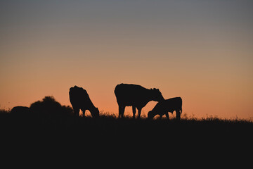 Naklejka na ściany i meble Cows grazing at sunset, Buenos Aires Province, Argentina.