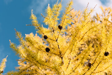 Bright yellow tree branches against a blue sky