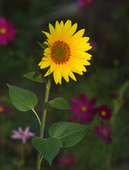 Yellow  blooming sunflower in close-up photography