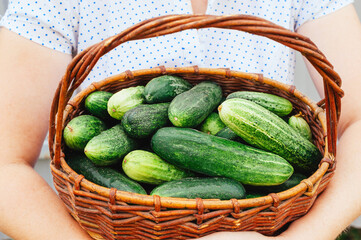 Harvest cucumbers in a basket in women's hands