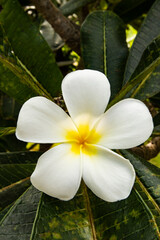 Frangipani Flower blooming in the summer with green back drop of leaves