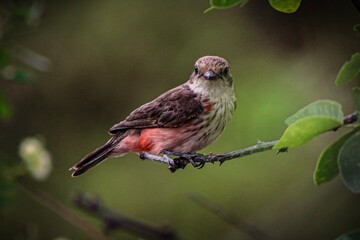 robin on a branch