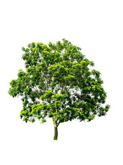 green tree isolated for design on white background