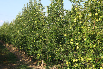 Fototapeta na wymiar Cultivation of yellow apples in the Italian countryside, Emilia-Romagna