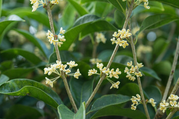 Osmanthus, a symbol of Chinese Mid-Autumn Festival