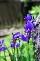 Blue Siberian iris flower closeup on green garden background