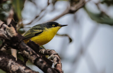 Common Tody-Flycatcher