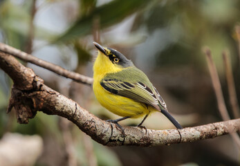 Obraz premium Common Tody-Flycatcher