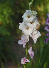 Blooming pink white gorgeous gladiolus flower