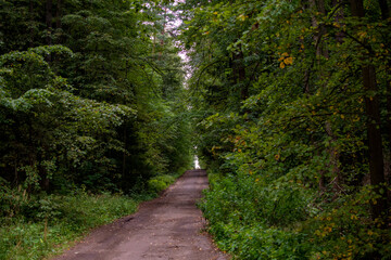 Obraz premium natural landscape in the reserve in summer