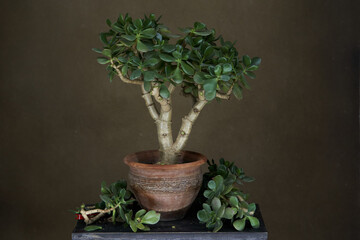 Crassula ovata, bonsai tree on green background with copy space