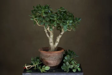 Fotobehang Bonsai Crassula ovata, bonsai tree on green background with copy space  © Gecko Studio