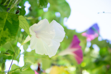 満開のアサガオ