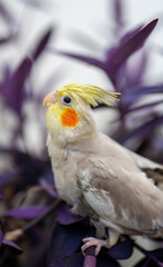 cockatiel cub