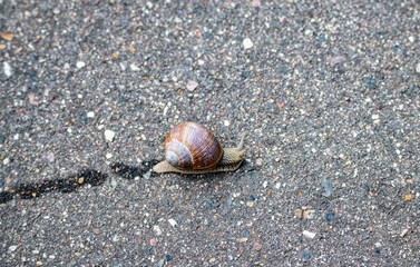 a fast snail covers a long distance on asphalt