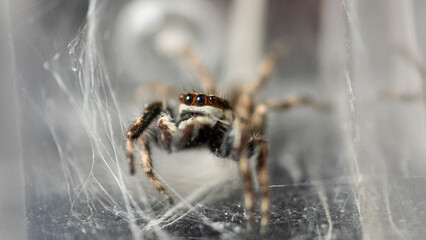 spider on the web