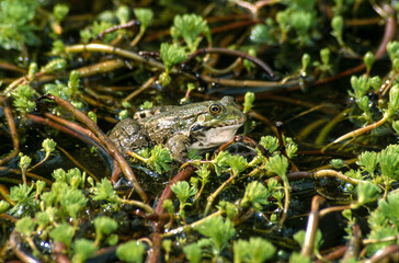 Grenouille verte, rana esculenta