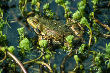 Grenouille verte, rana esculenta