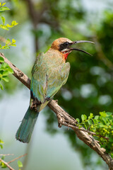 Guêpier à front blanc,.Merops bullockoides, White fronted Bee eater