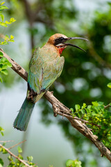 Guêpier à front blanc,.Merops bullockoides, White fronted Bee eater