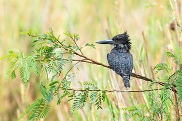 Martin pêcheur géant,.Megaceryle maxima, Giant Kingfisher