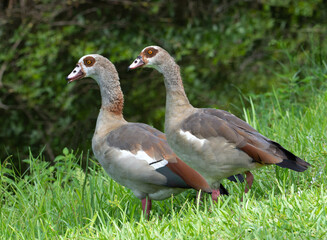 Male and female Egyptian geese with pale buff, brown, dark orange, and black feathers are enjoying their day together while standing in grass and looking at blurred trees across from a canal.