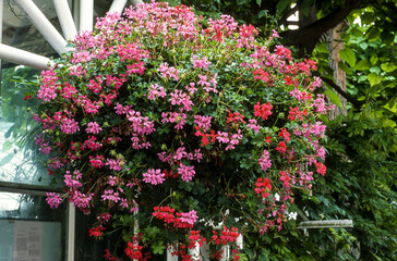 pot de pelargonium, geranium, balcon, pelargonium x peltatum