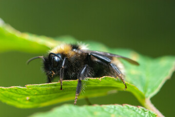 Close-up solitary leafcutter bee or alfalfa leafcutting bee on green leaf