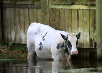 Cow In Water