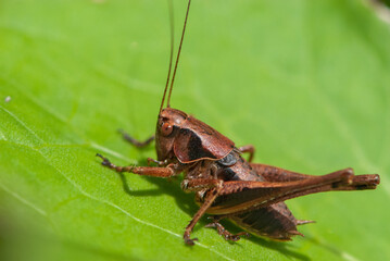 Close-up alpine brown grasshopper with big beautiful eyes on a green leaf