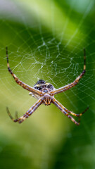 spider on a web