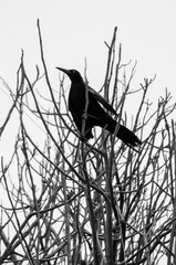blackbird on a branch