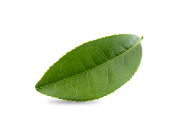 Obraz premium green tea leaf isolated on white background