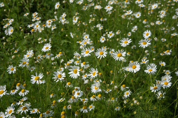 Field with camomiles. Background texture