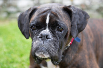 Close up of boxer dog