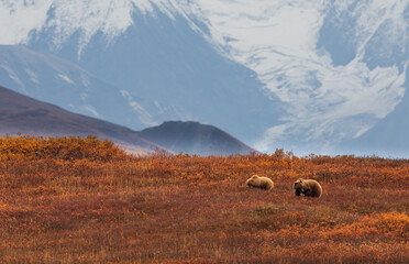 Grizzly Bear Sow And Cub