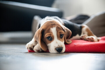 dog sleeping on the couch
