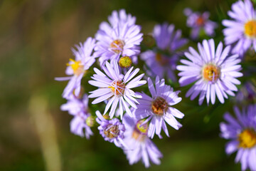 Purple aster wild flowers in bloom in Grand Teton National Park