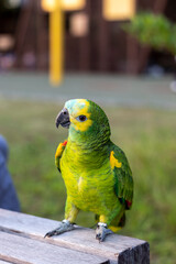 Green parrot at the park in Hong Kong
