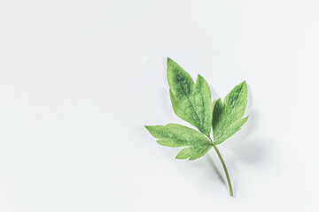 Green leaf on a white background. Isolate.