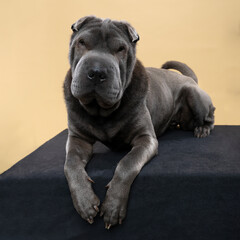 Obraz premium Lying grey Sharpei dog looking at the camera isolated on a beige background
