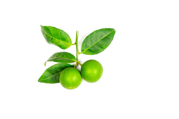 green lemon leaves isolated on white background