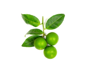 green lemon leaves isolated on white background
