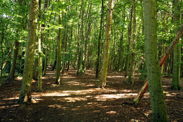 Forest with light and shadows